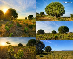 Terrain agricole de 6 550 m² à Sérignan (34) – Un cadre naturel exceptionnel · à Sauvian · 16 000 €