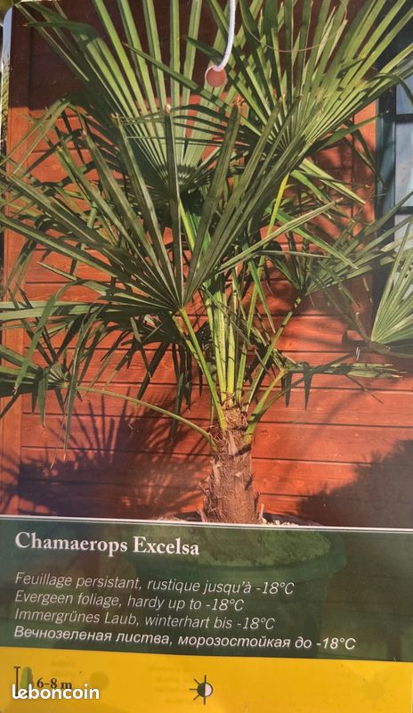 Palmier Chamaerops Excelsa - Beau sujet - 65 L (image 2)