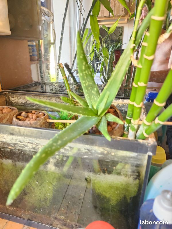 Aloé Vera en aquaponie et son pot en noix de coco et billes d'argile, pas de terre (image 6)
