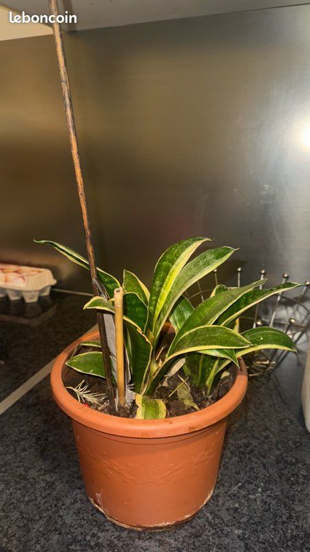 Plante (image 2)