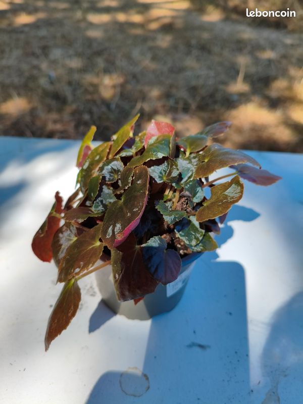 Begonia Metachroa (image 8)