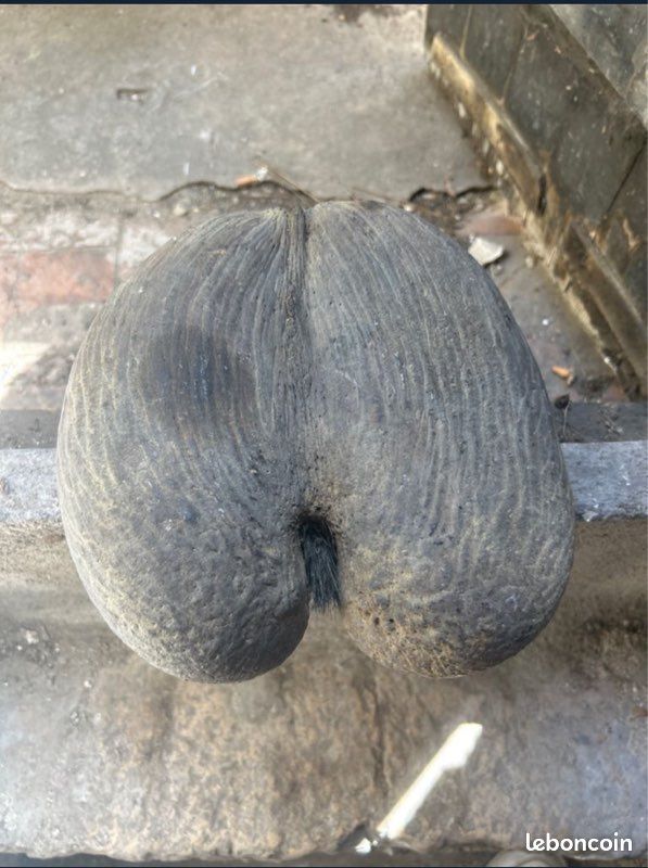 Coco fesse (image 6)