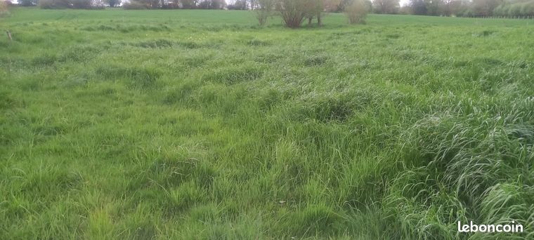 Prairie à pâture ou pour enrubanage