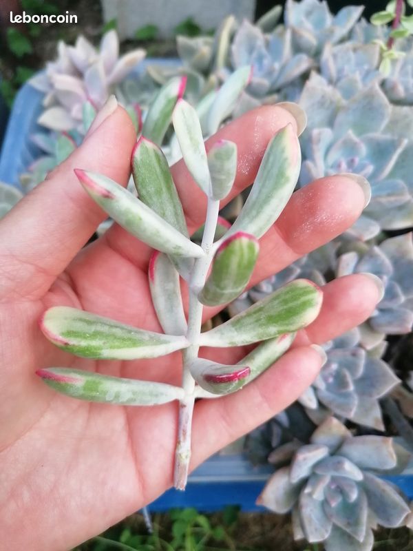Cotyledon orbiculata 'Long Leaf' variegata (bouture sans racine) (image 2)