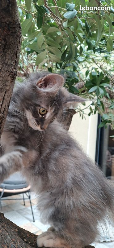 Chaton Maine Coon (image 4)
