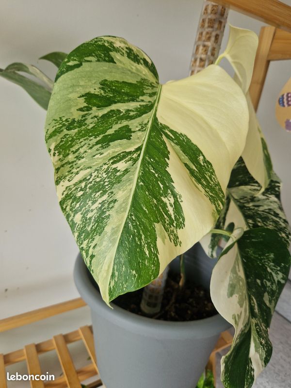 Plante monstera variegata (image 2)