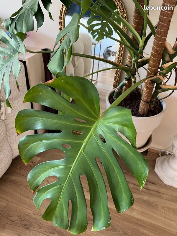 Monstera deliciosa xxl (image 5)