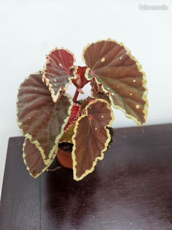 Rare begonia DATHVADERINA (image 6)