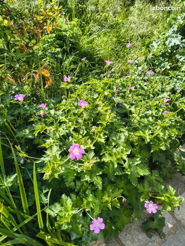 Plant de coriandre vietnamienne (image 7)