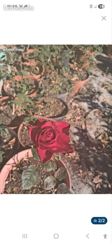 Rosier rouge (image 2)