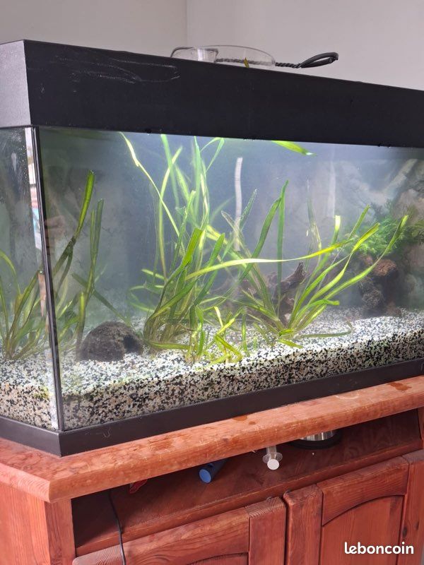 Aquarium JUWEL de 120L + meuble (image 2)