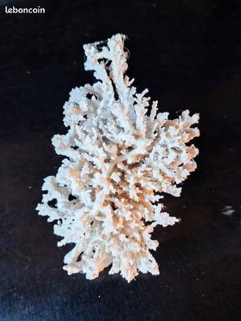 Branche De Corail Blanc Japonais Naturel - 2 Pièces - 25 Carats - Pierre Précieuse Polie