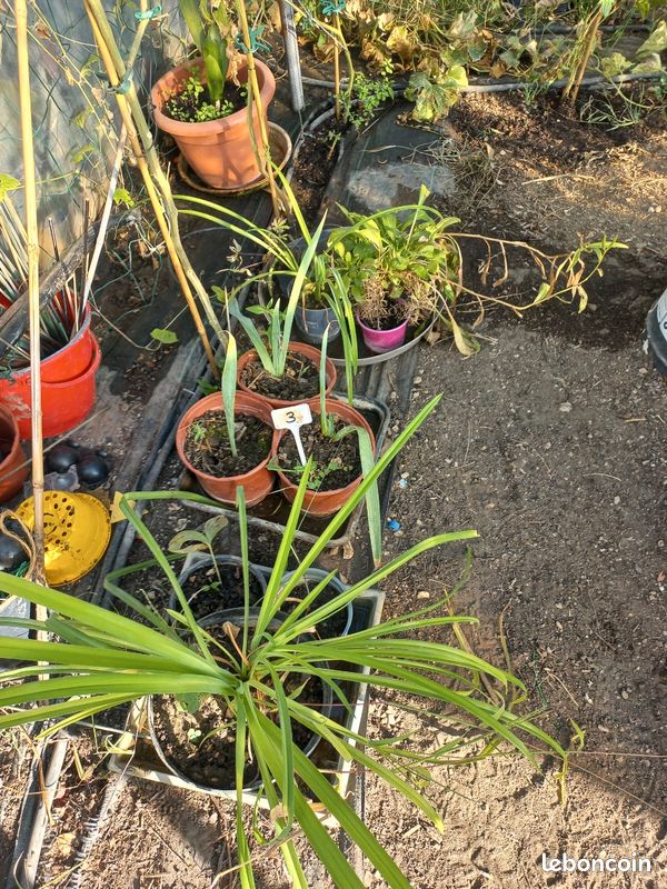 Vends plantes vivaces et petits fruits (image 3)