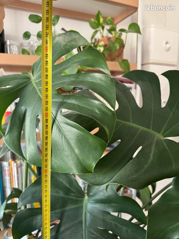 Monstera Deliciosa XXL (image 4)