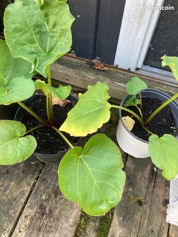 Plant de rhubarbe (image 2)