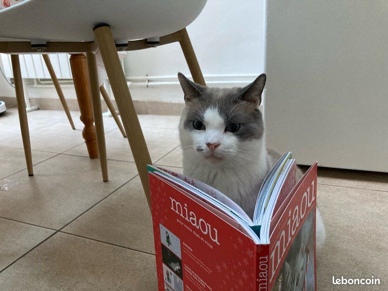 Livres miaou (2)😻 (image 11)