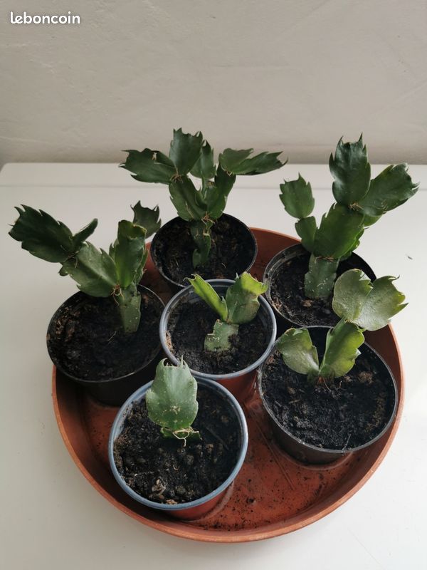 Bouture cactus de Nol - Jardin & Plantes
