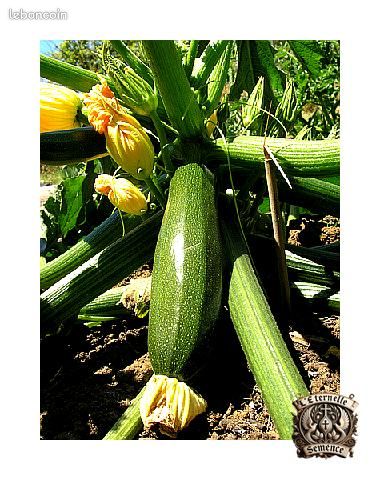 Graines Courgette Zuboda – Variété précoce, vigoureuse et très productive (image 4)