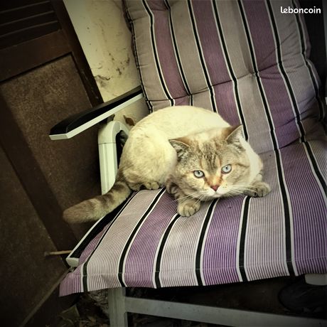 Animaux Chiot Chaton Bas Rhin Leboncoin