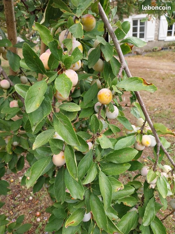 Mirabelles du jardin (image 4)