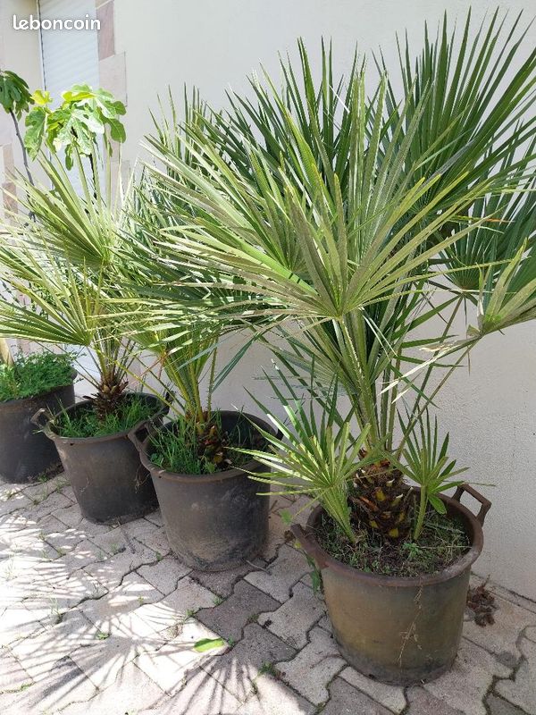Palmier Chamaerops humilis rusticité -13°C (image 1)
