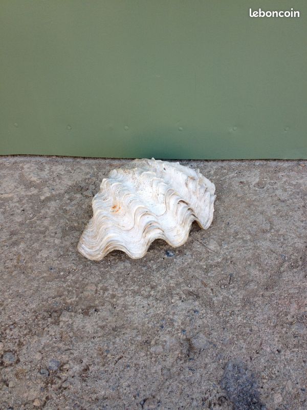 Demi-coquillage (image 1)