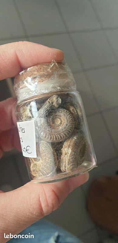 Fiole ammonites 2 (image 1)