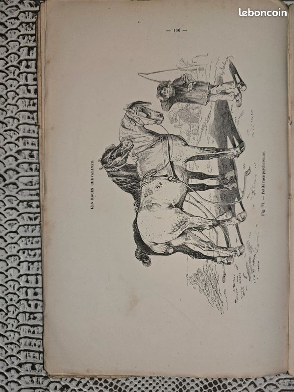 Planches anciennes illustrées – Les races chevalines (lot illustré XIXe siècle) (image 8)