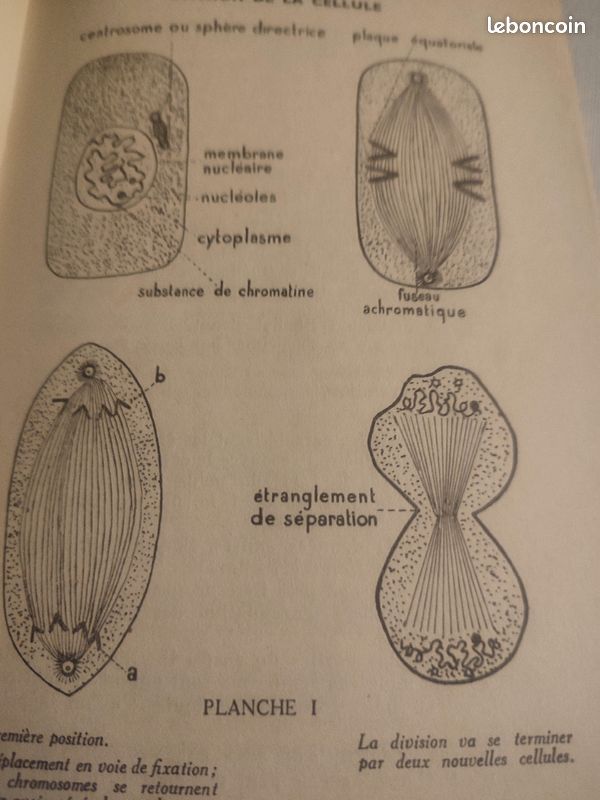Technologie de la coiffure (1950) (image 2)