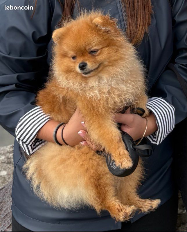 Saillie – Spitz Nain LOF Orange ✨ (image 2)