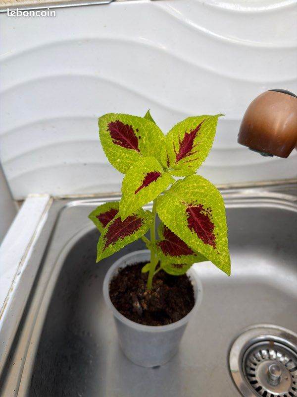 Coleus verte /rouge (image 3)