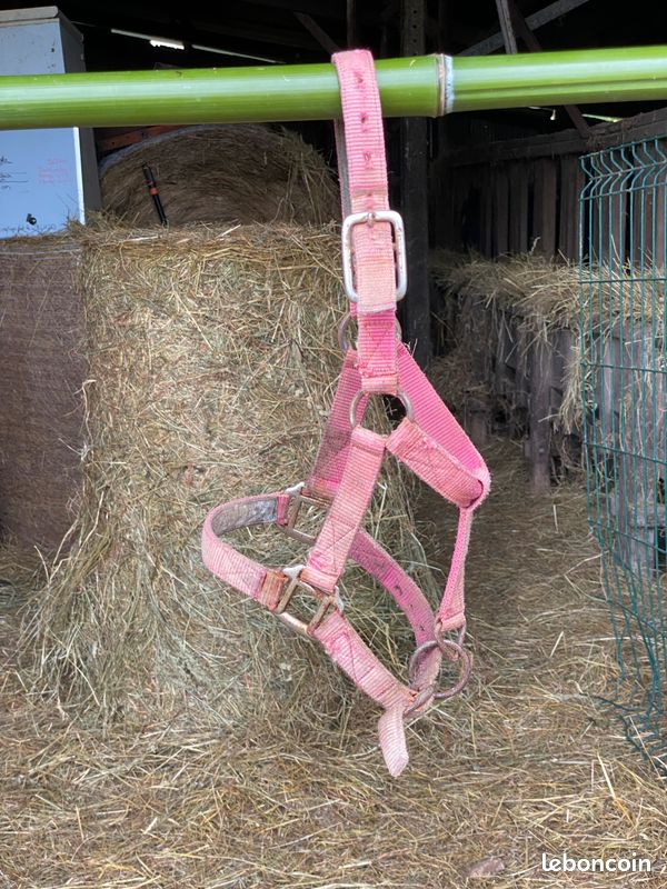 Lot : Licol - Taille Shetland + Licol en corde rose - Taille Cob (image 1)