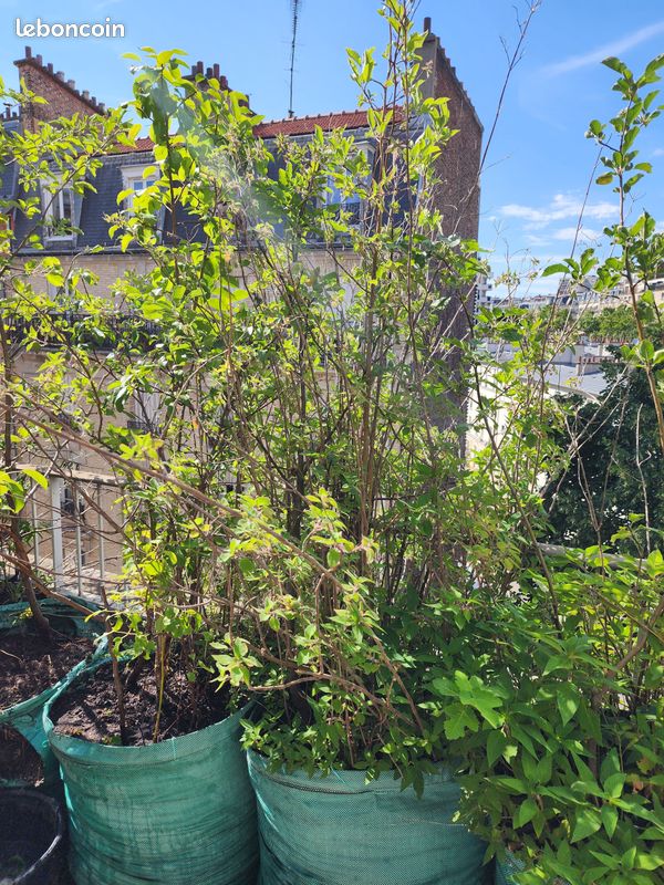 Arbres fruitiers et plantes aromatiques, de 15 à 40 en fonction de la taille (image 5)