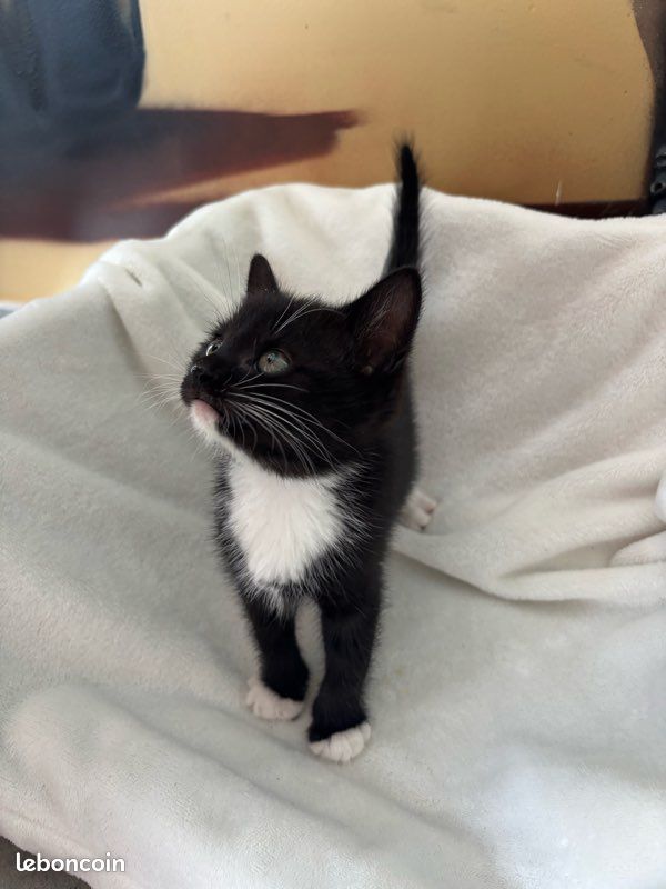 Chatons (image 3)