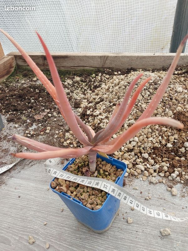 Aloe isaloensis - Jardin & Plantes