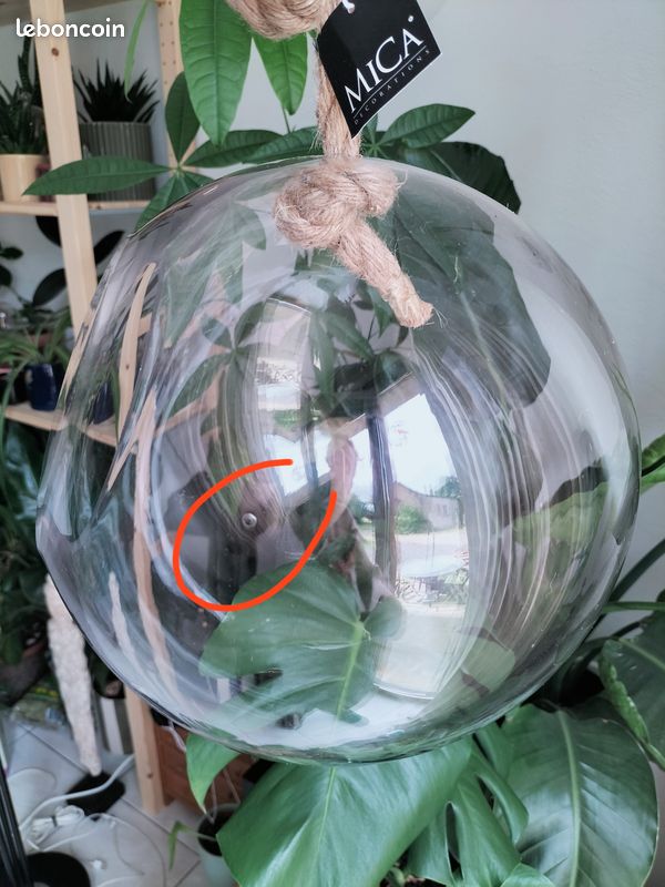 Terrarium sphère à suspendre pour plantes ou décoration intérieure (image 4)