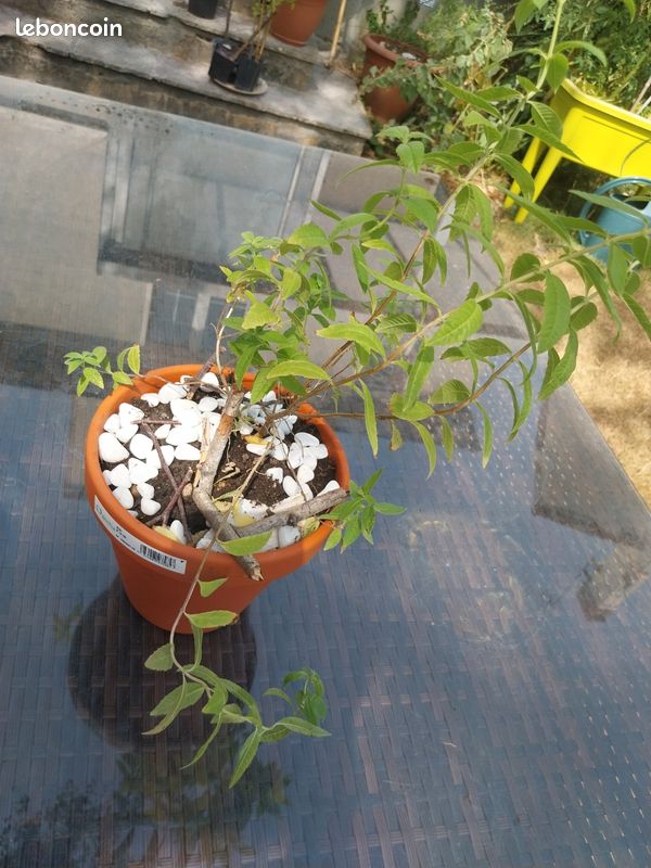 Verveine citronnelle (image 5)
