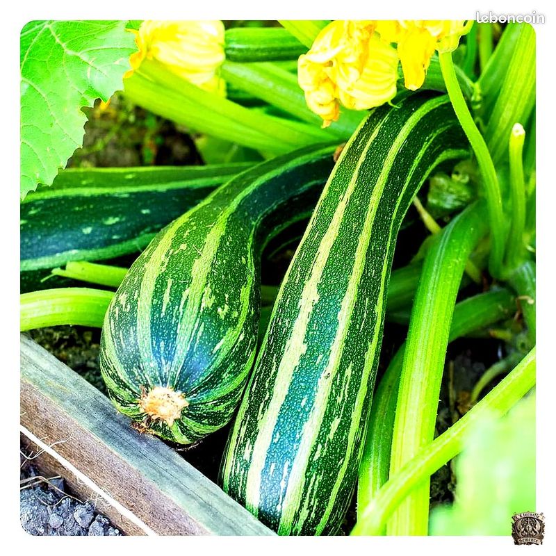 Graines Courgette Cocozelle – Ancienne variété italienne, striée et savoureuse (image 3)