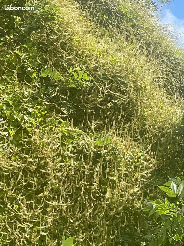 Plantes grimpantes à fleurs (image 8)