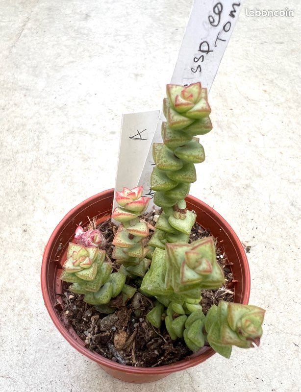 Crassula rupestris ssp commutata Tom Pouce (A) (image 2)