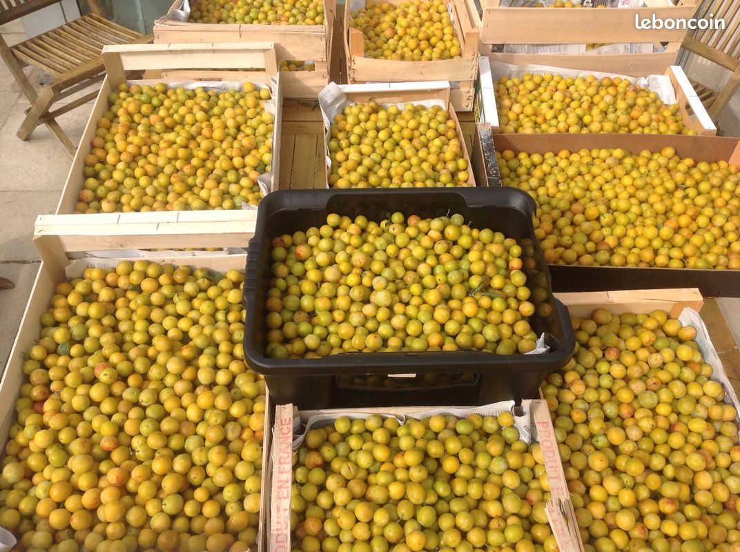 Mirabelles (image 3)