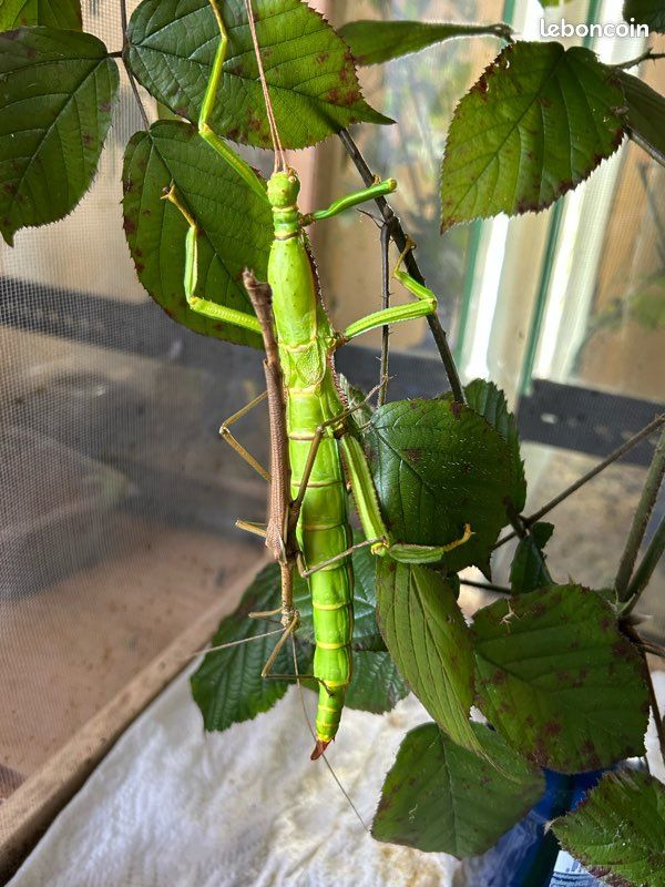 Vends oeufs diapherode gigantea (image 1)