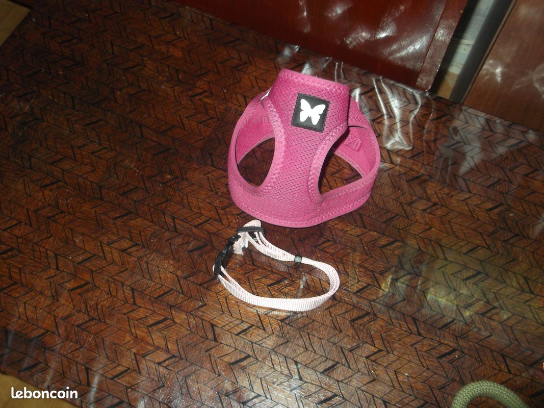 Harnais rose et/ou collier pour petit chien (image 2)