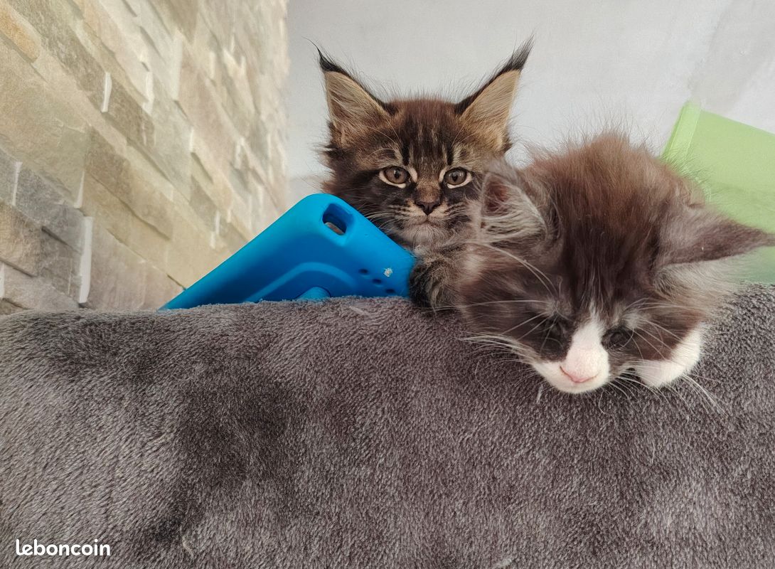 Chaton Maine Coon (image 3)