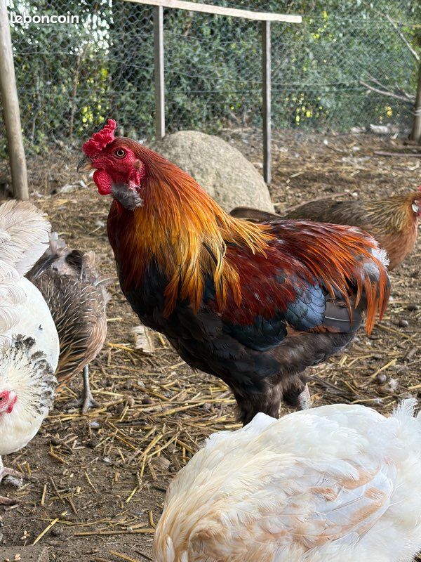 Œufs fécondés poule olivette (image 2)