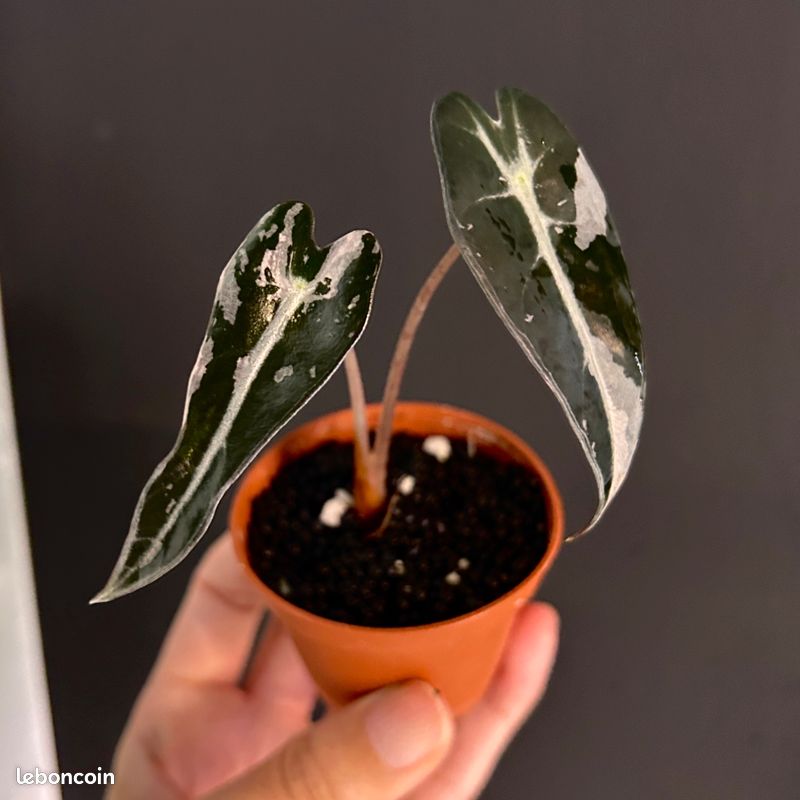 Alocasia bambino pink variegata - Jardin & Plantes