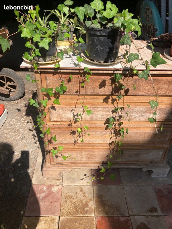 Lierre (jardinbio) (image 1)