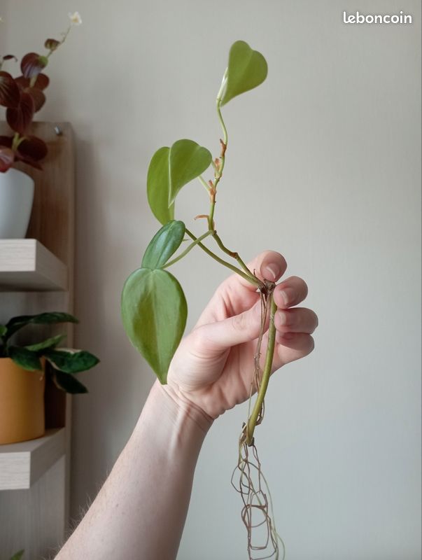 Bouture philodendron scalens - Jardin & Plantes