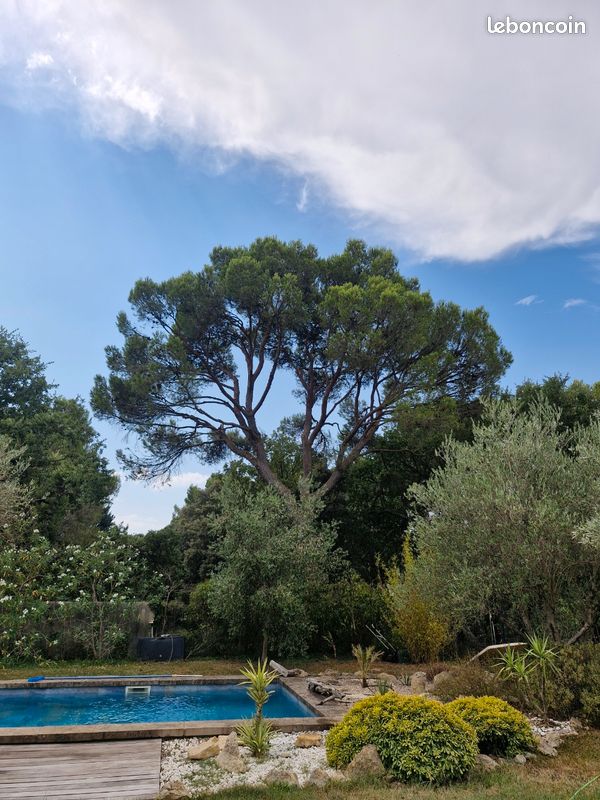 Entretien jardins paysagiste élagueur grimpeur professionnel (image 1)