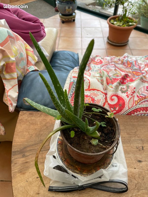 Bouture Aloe Vera - Jardin & Plantes